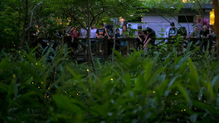 北市螢光點點夜未眠 大安森林公園、榮星花園賞螢趣