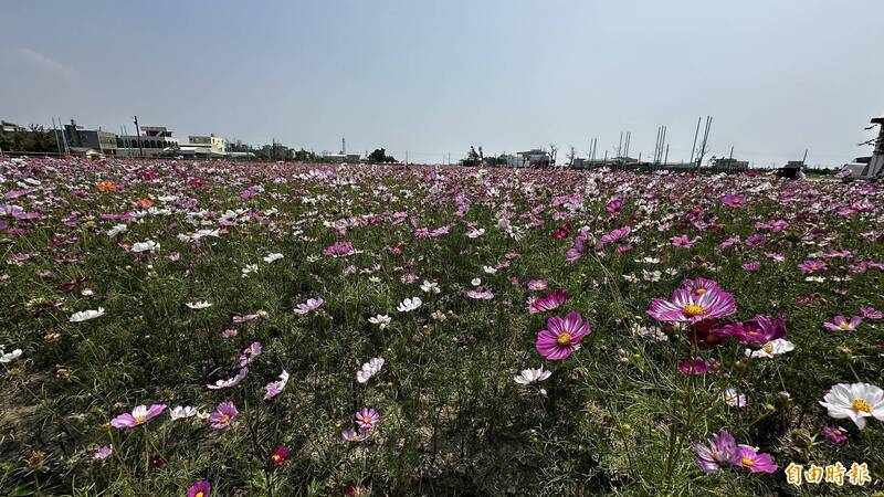 花旗木因風災受損 台南西港金砂波斯菊花海延續賞花