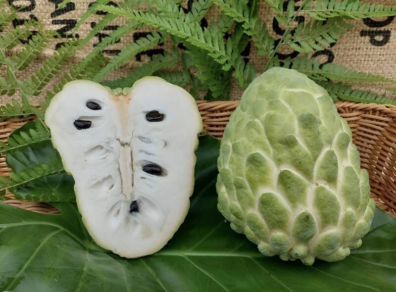 中國2地鳳梨釋迦面積達台灣5倍 梁文傑:長久下去侵蝕出口