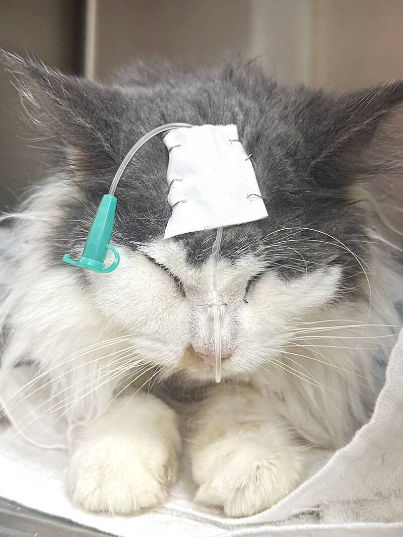 《TAIPEI TIMES》 Taoyuan seeks NT$3m fine for unlicensed cat breeder