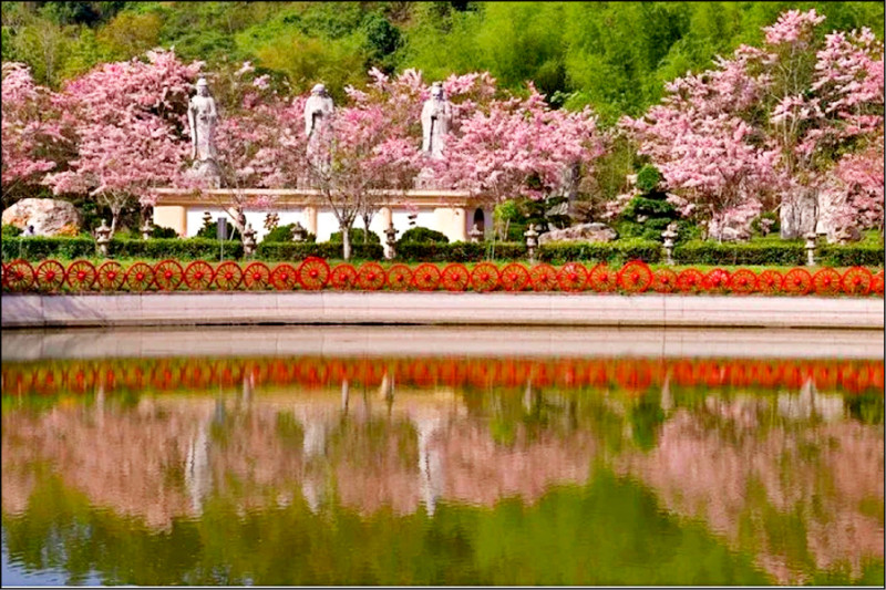 六龜粉紅花海4遊程 日夜雙體驗
