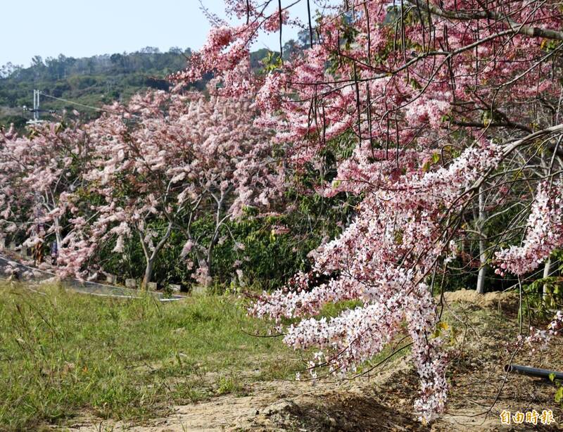 台南玉井最美花旗木網美祕境 滿開時間曝