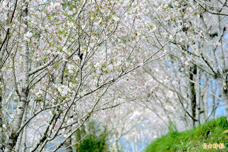 粉白大島櫻綻放! 台東金針山成南部賞櫻新選擇