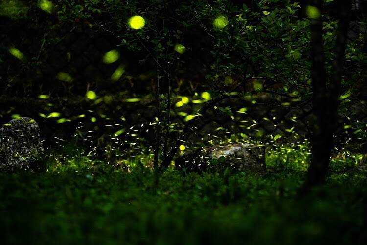 綠光精靈來了! 阿里山竹崎光華社區「與螢共舞」4/3起登場