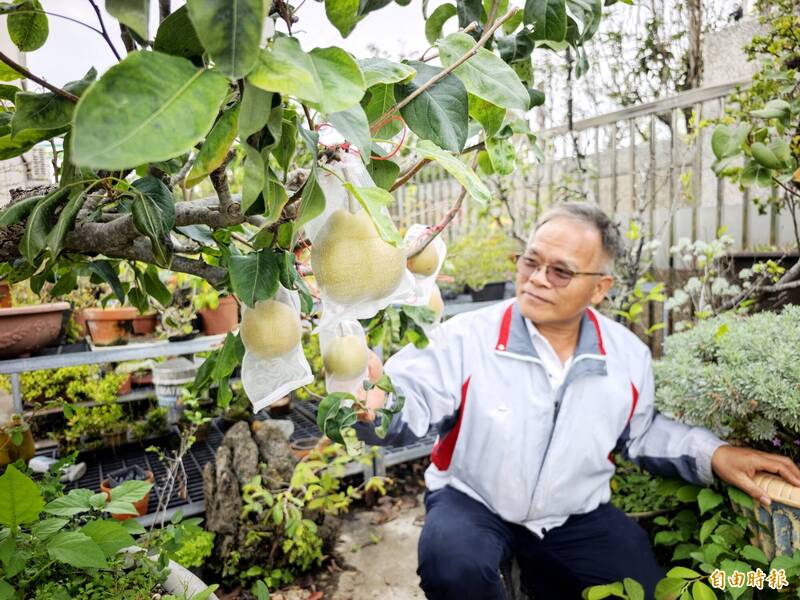 巧用植物無性繁殖 鳥梨同步嫁接香梨、蜜雪梨、甘露梨順利結果