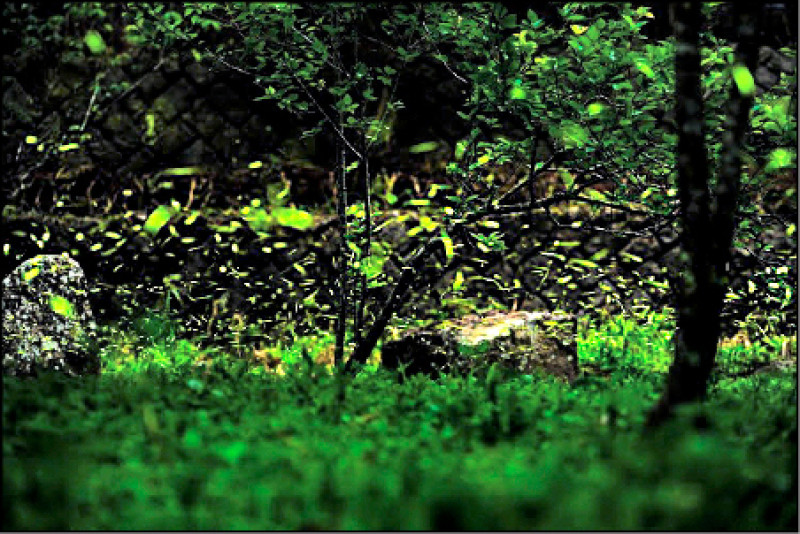 阿里山與螢共舞 竹崎光華社區推導覽