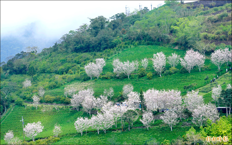 台東金針山 大島櫻怒放