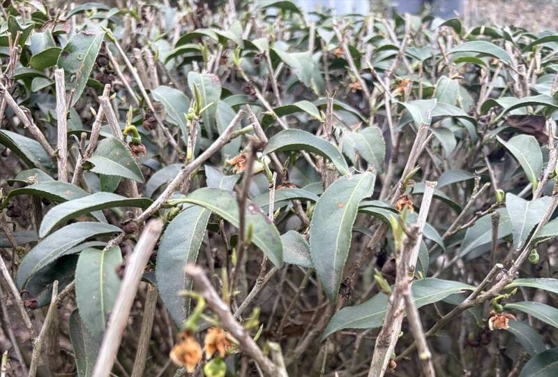 冬旱高雄3成茶樹萌芽不佳 列現金救助每公頃10萬元