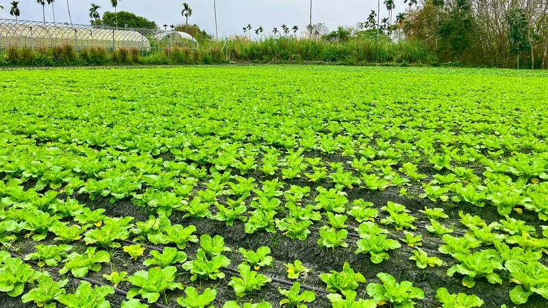 馬太鞍堰塞湖災後半年 農業部加速災後復耕與農遊