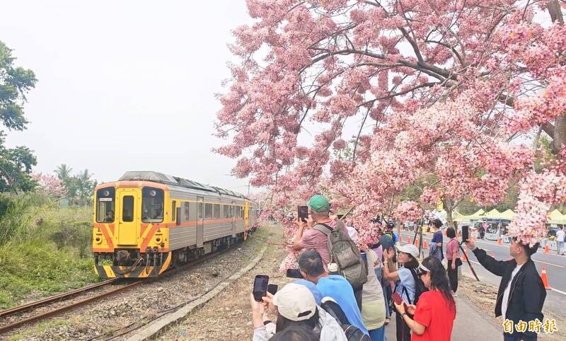 彰化二水花旗木大爆發 騎單車賞花、聽音樂會一次滿足