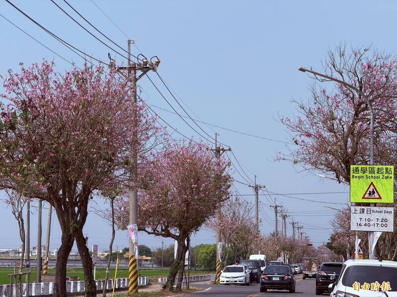 2公里粉紅美景超夢幻!土庫櫻花季「夜櫻光影」越夜越美麗
