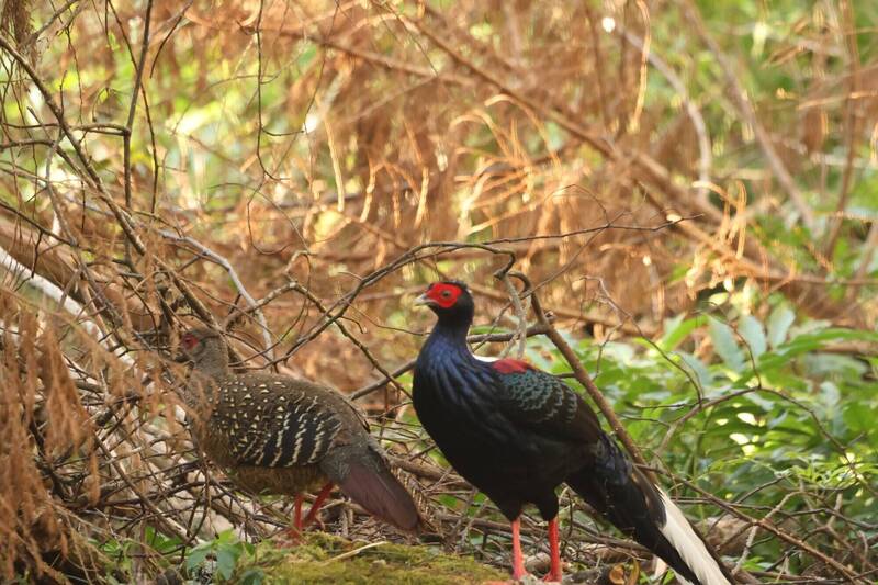 玉山塔塔加野性的春天!藍腹鷴成對同框 山羊水鹿紛現身