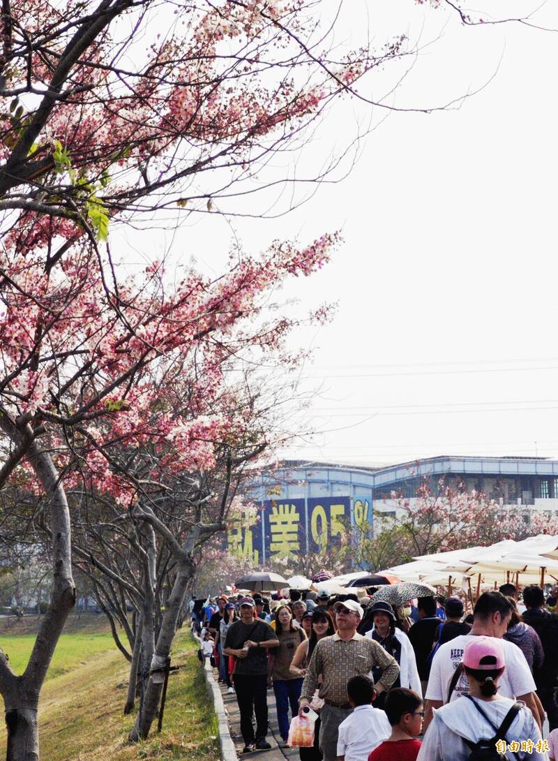 台南最美滯洪池粉紅派對登場 仁德花旗木異國市集人潮爆棚