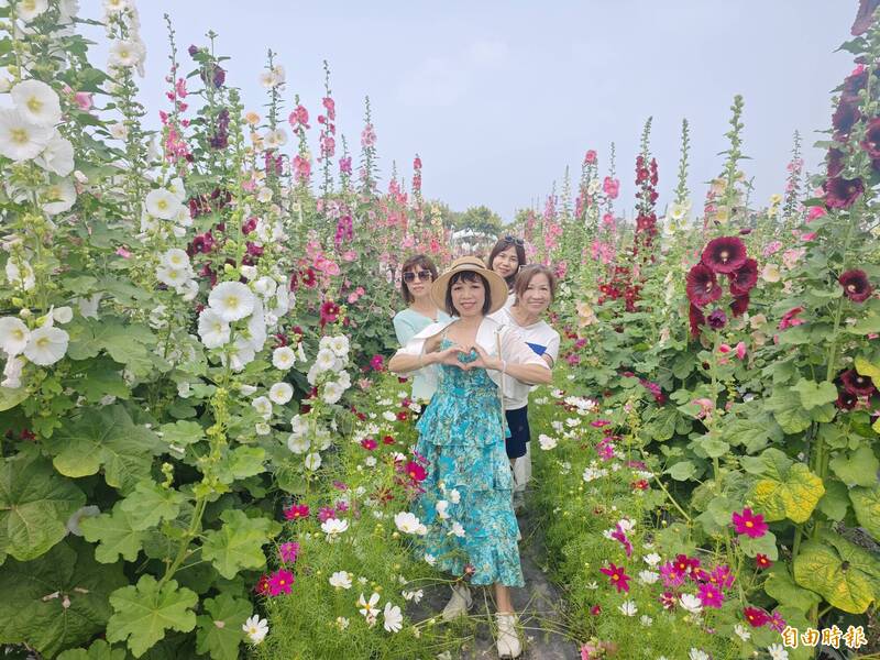 12年來最美!員林蜀葵花季盛開幕 30色花海打造夢幻迷宮