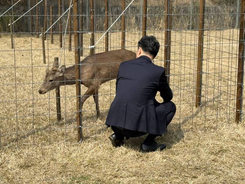 日本奈良鹿跑到大阪適應良好 大阪市長讚:牠很會「飯撒」