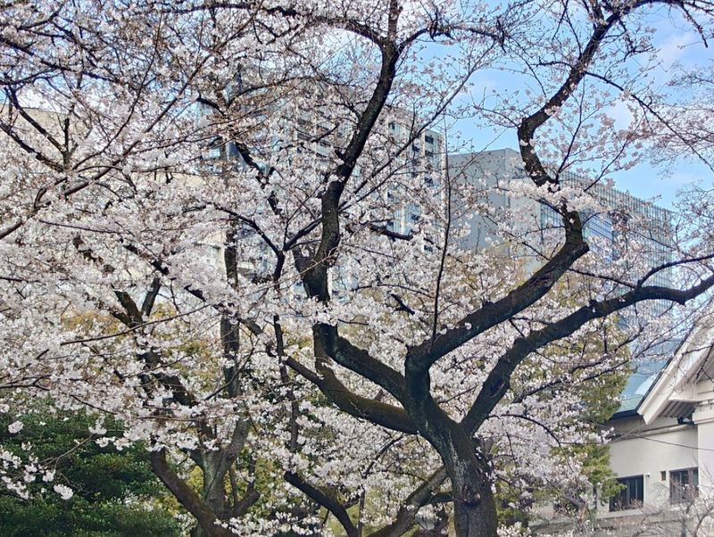 日本東京櫻花盛開了! 比去年提前2天