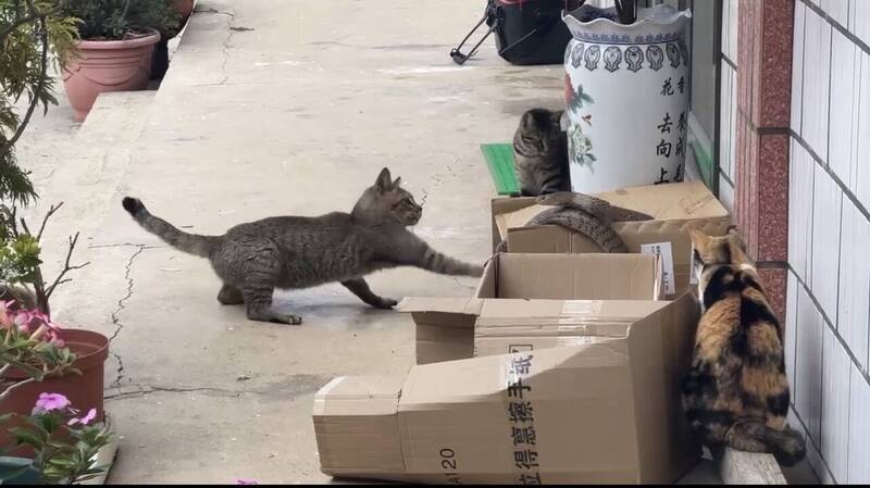 流浪貓報恩 3貓戰1蛇捍衛飼主家園