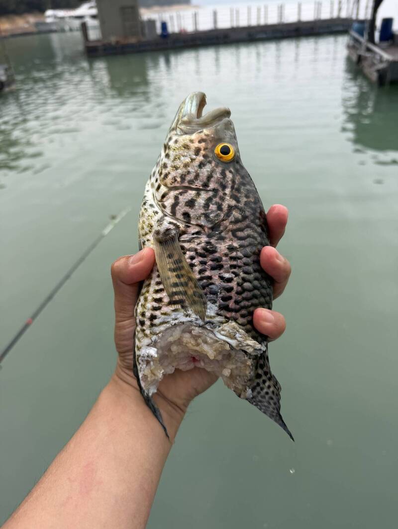 日月潭退水效應!魚虎逞凶狠咬 石斑慘失「下半身」