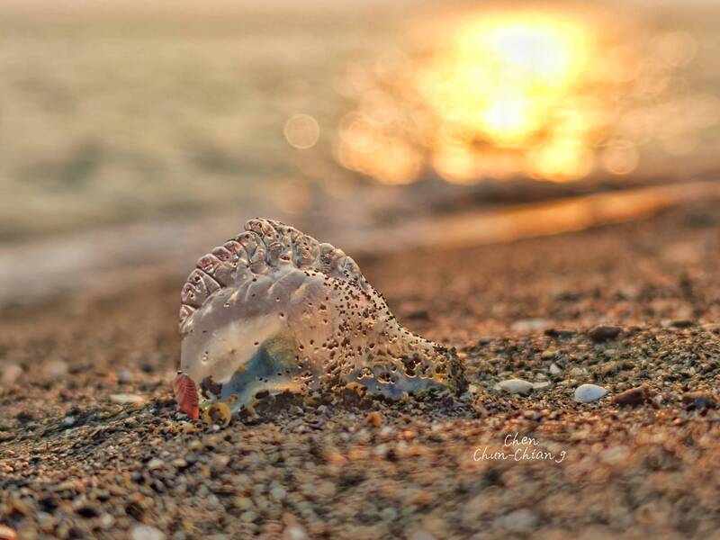 高雄中門海灘 驚見致命僧帽水母首次現蹤