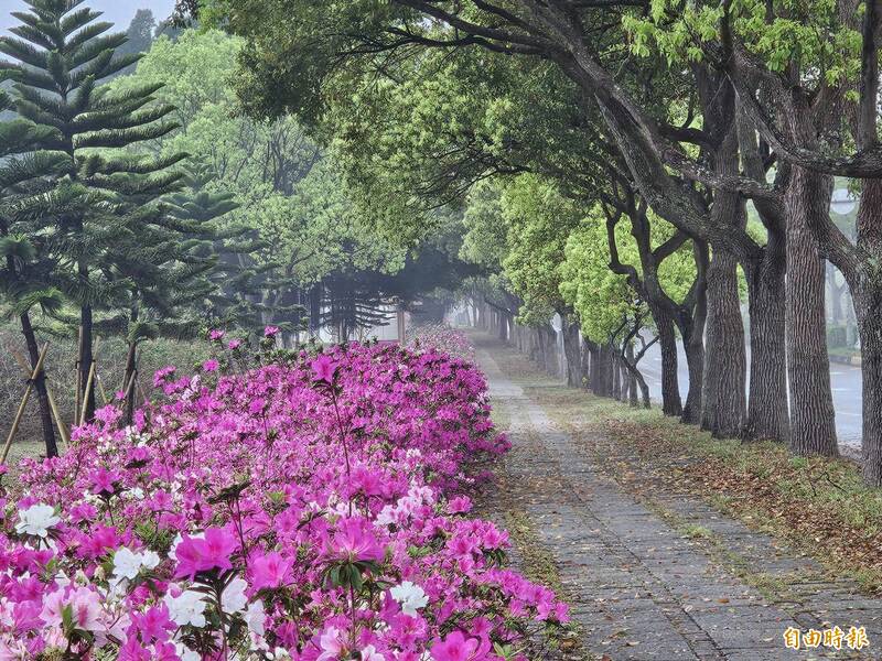 春日限定!粉白杜鵑與林蔭交織 苗栗經國路美景登場