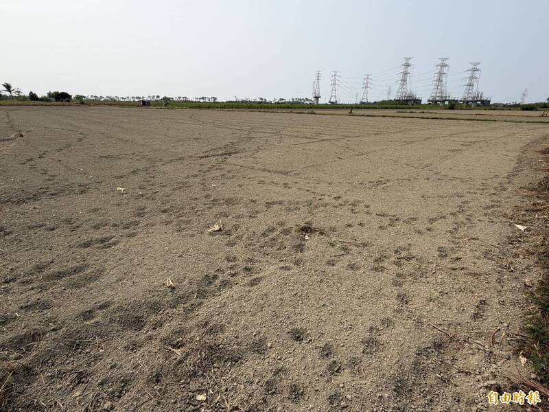 中東戰火影響船班 休耕轉作太陽麻種子缺貨