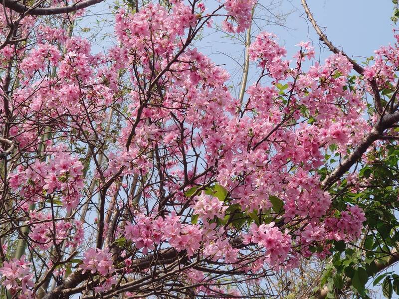 彰化139線櫻花大道大爆「花」 綠色公路抹彩妝