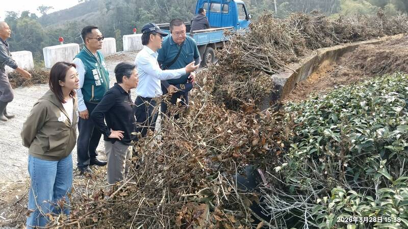 一片枯黃！乾旱重創古坑茶園 茶農嘆：種茶生涯「數一數二慘」
