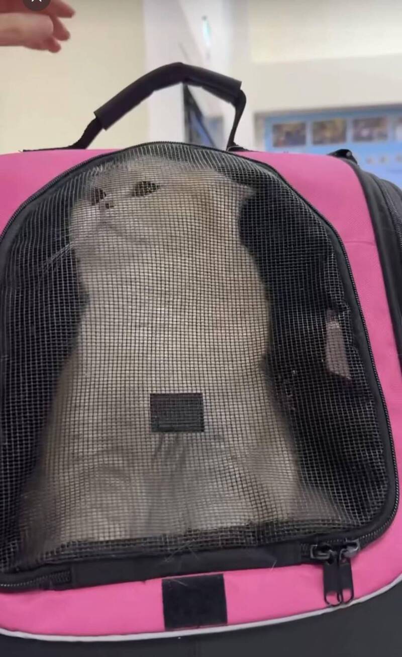 和女友吵架虐貓引網怒被肉搜 桃園科技男警局做筆錄