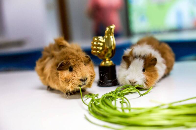 別再幫牠搭梯子了! 天竺鼠照護有鼠奴意想不到的禁忌