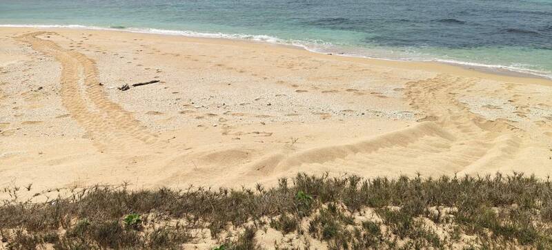 史上最早!海洋持續升溫 望安綠蠵龜提前2個月登岸產卵