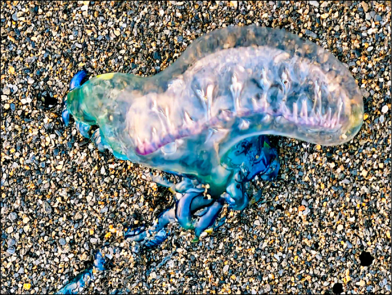 林園中門海灘 首見劇毒僧帽水母