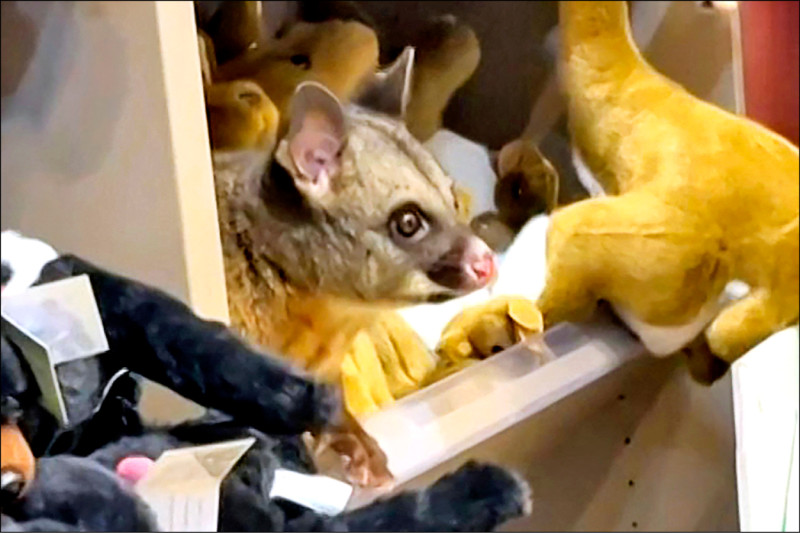 中英對照讀新聞》A real possum appears among plush toy animals in Australian airport gift shop 澳洲機場禮品店裡的絨毛動物玩具區,有1隻真正的袋貂