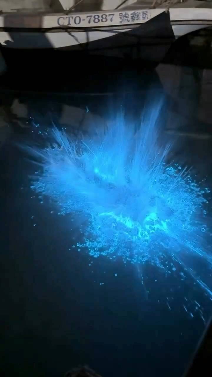 不用去馬祖! 竹南龍鳳漁港也看得到「藍眼淚」