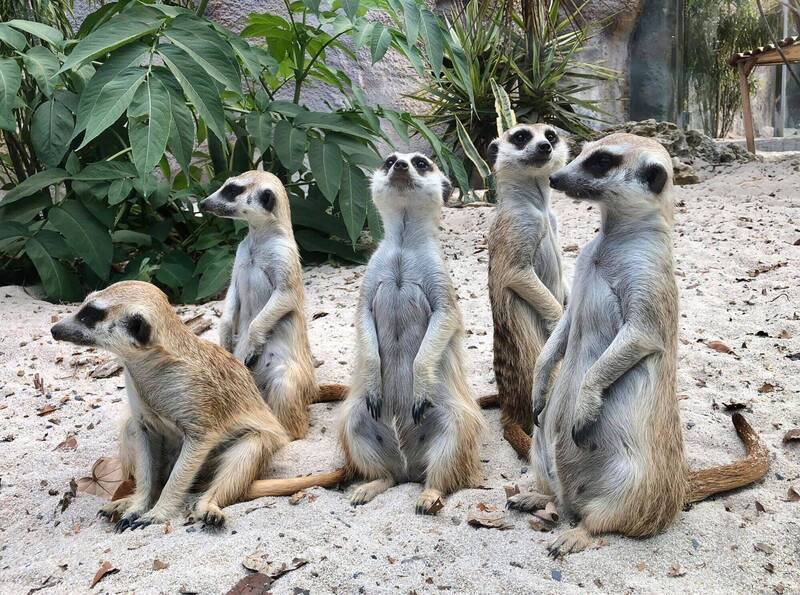 兒童節嗨翻  高雄兒童節必玩四大主場在這裡