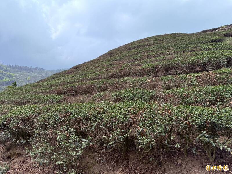雨量少春茶沒了! 農業部每公頃救助10萬元