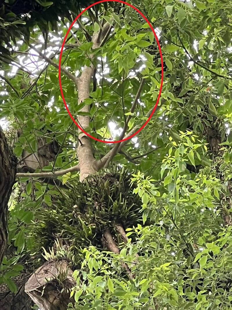 南投千年樟樹「七股神木」險遭雀榕絞殺 救起來了!