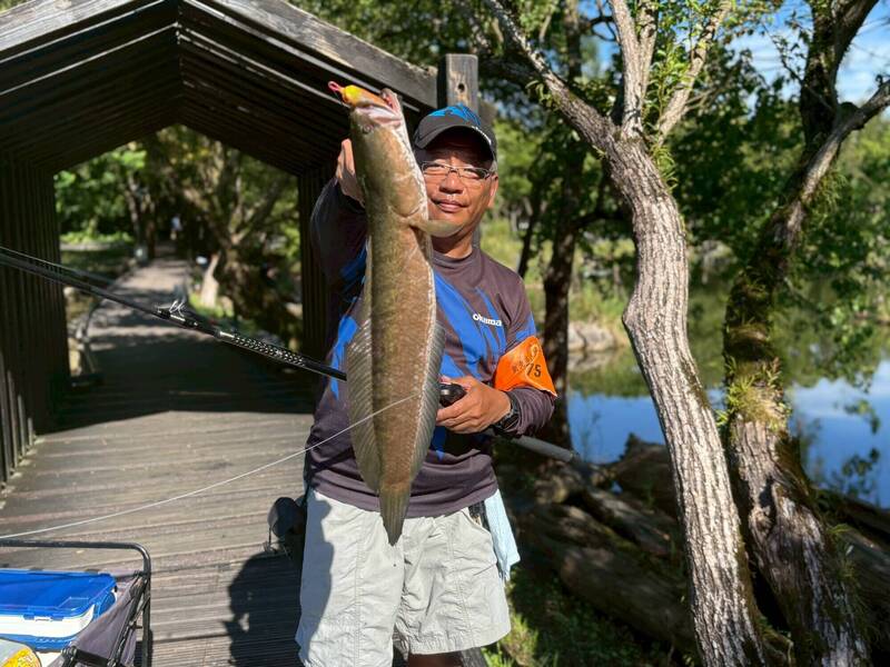 羅東林業園區外來魚激增 林保署號召民眾移除泰國鱧