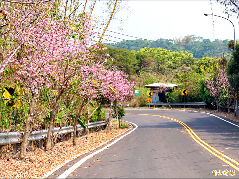 芬園大彰路「櫻花大道」 500棵開8成