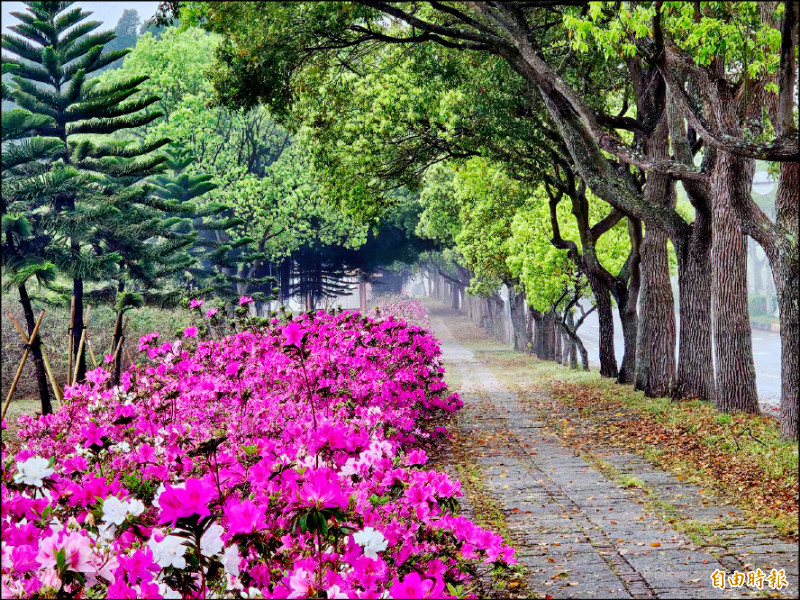 苗市經國路杜鵑花盛開 紅白爭豔