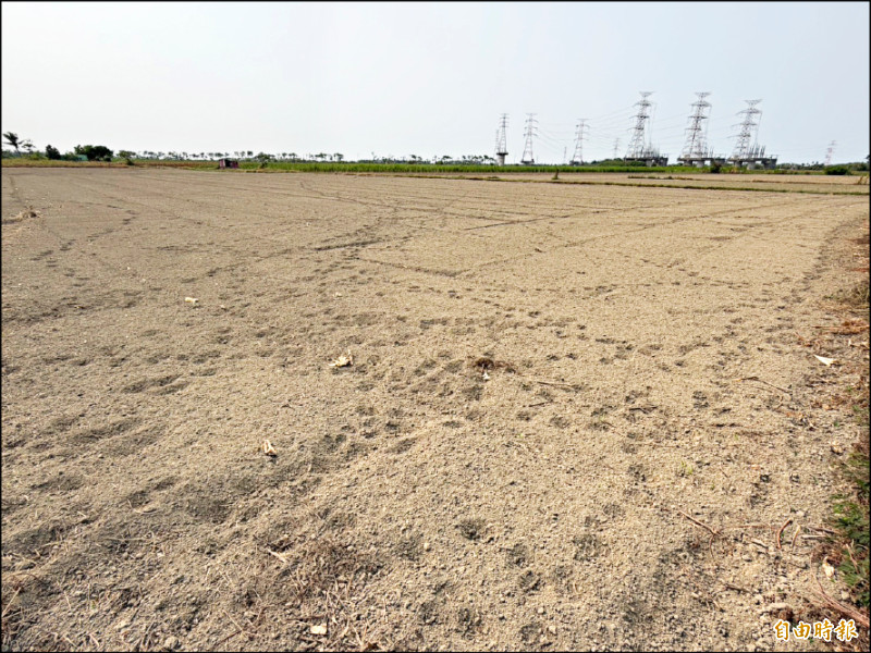 中東戰火影響船班 休耕綠肥太陽麻種子缺貨
