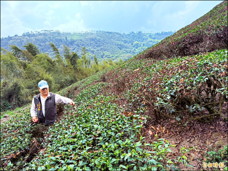古坑春茶乾旱減產逾2成 啟動天災救助