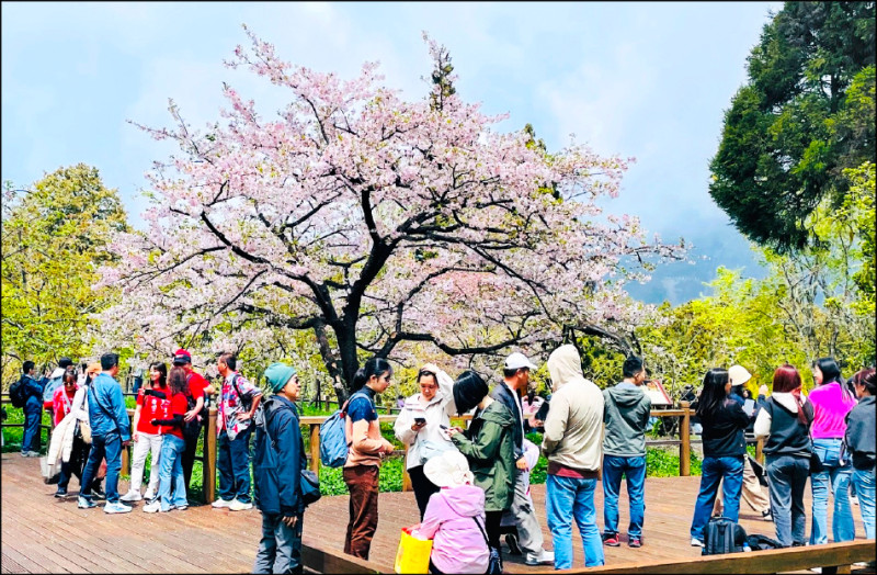 阿里山花季吸客逾10萬 清明連假迎高峰