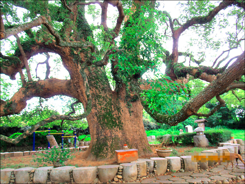 草屯老樟樹遭雀榕寄生 台日救治重生