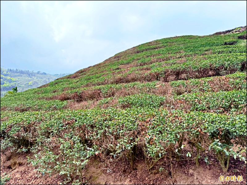 雲嘉春茶減產4成 災害救助每公頃10萬