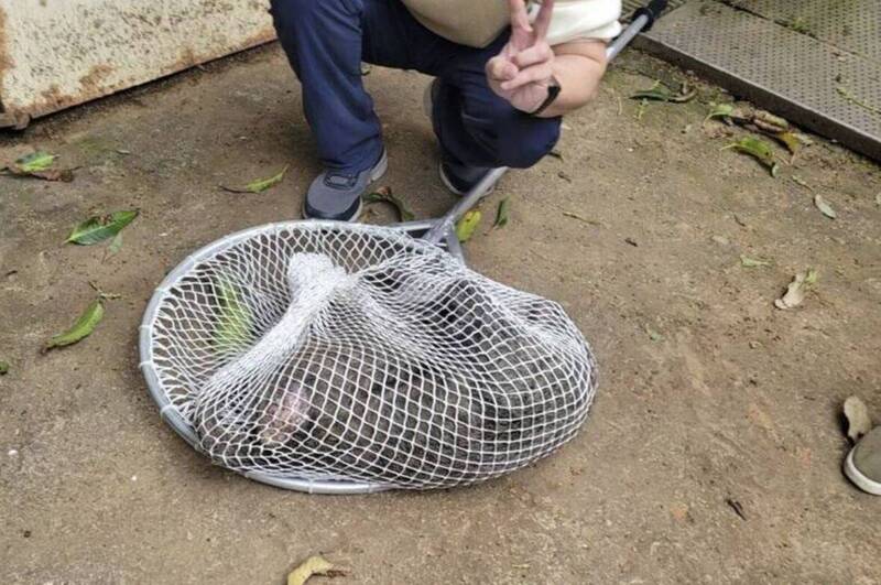 下令槍殺脫逃東非狒狒 桃園市農業局技工改判緩刑3年