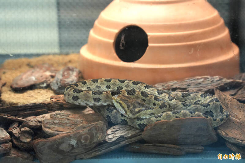 蛇咬傷高峰來了！ 記住5要5不關鍵自救