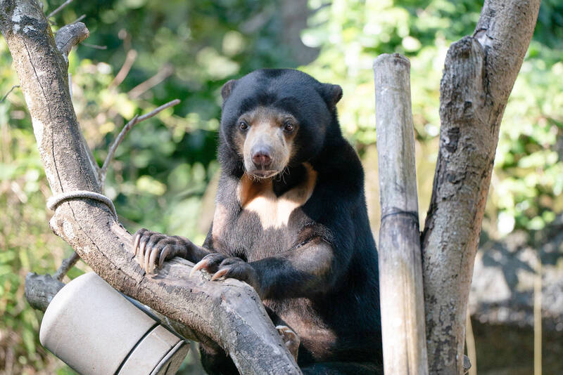 再見台北動物園馬來熊! 「小熊妹」、「熊霸」平安抵達日本