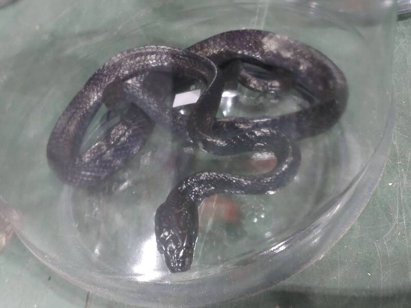 自中國違法網購2毒蛇 恐怖照片曝光