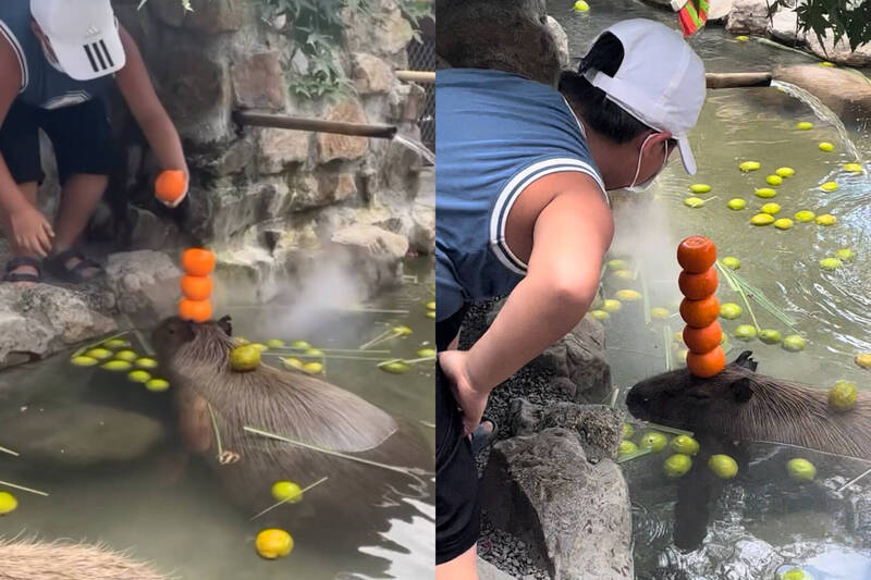 水豚變橘子塔!弟弟神手疊5顆 牠全程佛系不動萌翻網