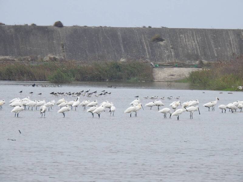 黑面琵鷺成「金雞母」?彰化大城設生態教室 盼帶動賞鳥觀光